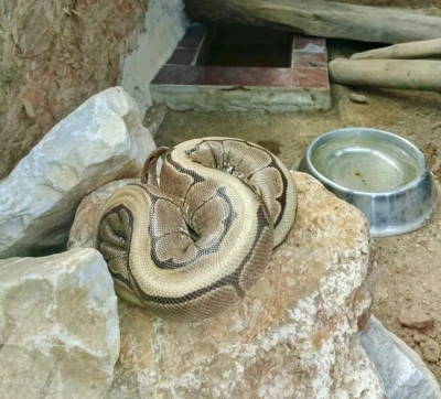 Ordu&rsquo;da yasa dışı bulundurulan piton ele ge&ccedil;irildi
