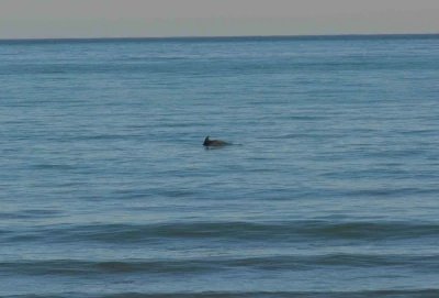 Ordu’da Yunus şöleni: Balık avı kameralara yansıdı
