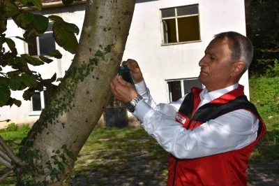 Ordu İl Tarım ve Orman Müdürü Ay: &quot;Kahverengi kokarca ile mücadele aralıksız devam ediyor&quot;
