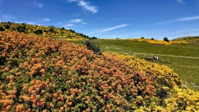 Ordu&rsquo;nun &rsquo;orman g&uuml;lleri&rsquo; &ccedil;i&ccedil;ek a&ccedil;tı
