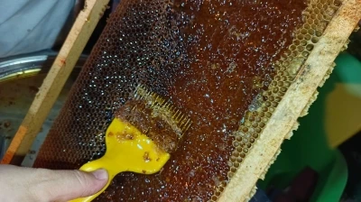 Ordulu arıcılar bal hasadına başladı
