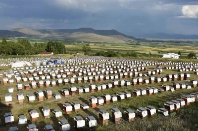 Ordulu arıcılardan &uuml;lke ekonomisine 7 milyar TL&rsquo;lik katkı
