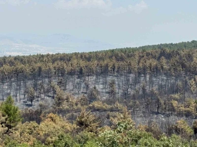 Orman yangınında zarar gören alanlar için yeşillendirme çalışması başlatıldı
