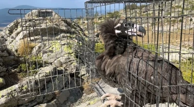 Ormanda hasta bulunan kara akbaba tedavi edildi
