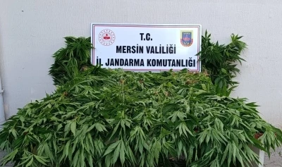 Ormanda kenevir yetiştirenlere su&ccedil;&uuml;st&uuml; operasyon: 2 tutuklama
