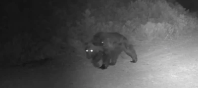 Ormanda yiyecek arayan ayı fotokapanda
