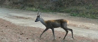 Ormanda yiyecek arayan karacalar fotokapanda
