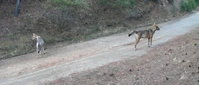 Ormanda yiyecek arayan kurtlar fotokapanda
