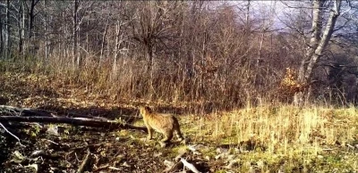 Ormanın gizemli sakini yaban kedisi g&ouml;r&uuml;nt&uuml;lendi
