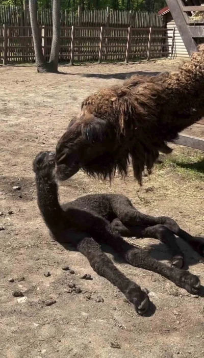 Ormanya&rsquo;da doğan yavru deve i&ccedil;in renkli kutlama
