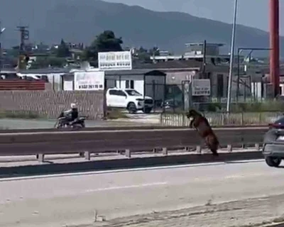 Orta ref&uuml;jden atlayan kurbanlık ke&ccedil;i sahibini geride bıraktı
