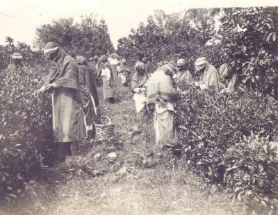 Ortaya &ccedil;ıkan arşiv T&uuml;rk &Ccedil;ayı&rsquo;nın tarihine ışık tutuyor

