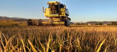 Osmancık’ın ’beyaz altını’nda hasat başladı: 20 bin dekar alanda üretim yapılıyor
