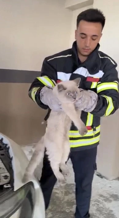 Osmaniye’de araç motoruna sıkışan kedi kurtarıldı
