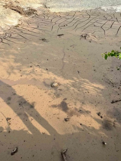 Osmaniye&rsquo;de &ccedil;amura saplanan kaplumbağayı itfaiye kurtardı

