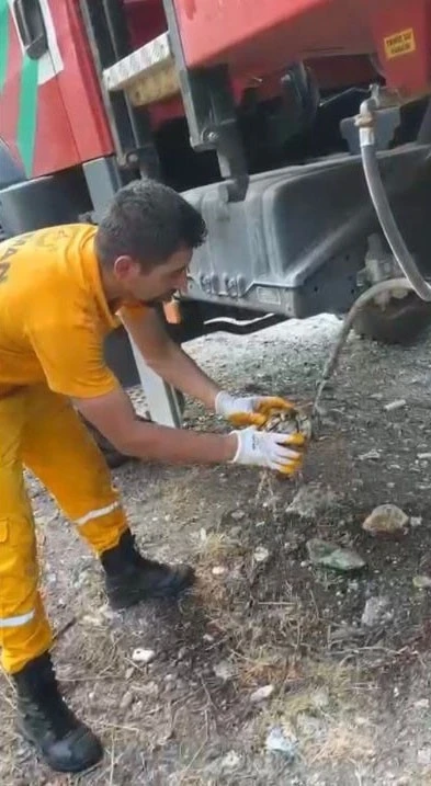 Osmaniye’de çıkan orman yangınından etkilenen kaplumbağa kurtarıldı
