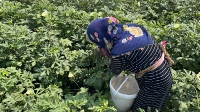 Osmaniye’de doğa ve hayvan sevgisi aynı toprakta filizleniyor
