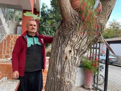 Osmaniye’de dut gövdesinden incir çıktı: Dut ağacının gövdesinde yetişip meyve veren incir ağacı şaşırttı
