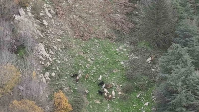 Osmaniye’de kaybolan 15 koyun dron ile bulundu
