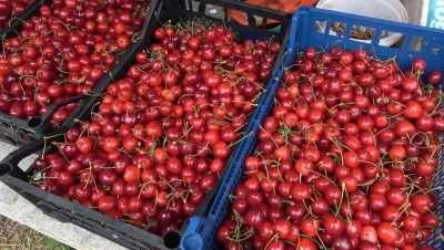 Osmaniye&rsquo;de kiraz hasadı başladı

