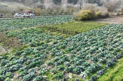 Osmaniye’de lahana hasadı yapıldı
