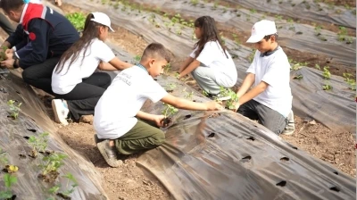 Osmaniye’de minik eller toprağa dokundu, çilek ekimi yaptı
