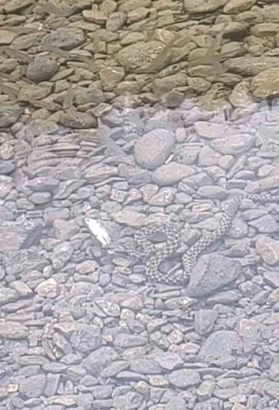 Osmaniye’de yılanın balık avı kamerada
