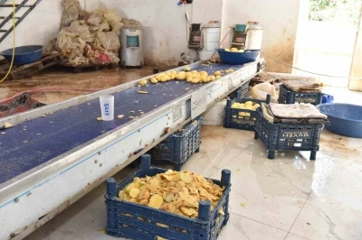Otel ve restoranlara verilen 1,5 ton işlenmiş patates imha edildi
