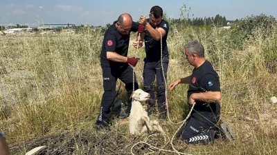 Otlarken kanalizasyon &ccedil;ukuruna d&uuml;şen oğlak, &ccedil;ıkardığı sesle kurtuldu
