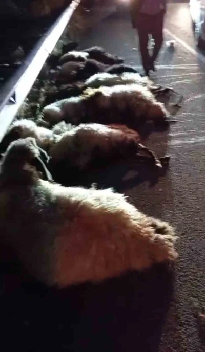 Otomobil sürüye çarptı, onlarca koyun telef oldu
