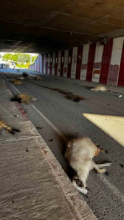 Otomobil s&uuml;r&uuml;ye daldı, 17 koyun telef oldu
