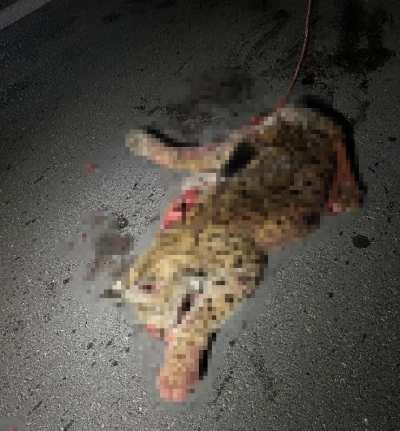 Otomobilin &ccedil;arptığı koruma altındaki vaşak telef oldu
