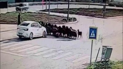 Otomobilin koyun s&uuml;r&uuml;s&uuml;n&uuml;n arasına daldığı anlar kamerada
