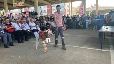 Otuz buzağı arasından en g&uuml;zeli se&ccedil;ildi
