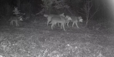 Ovacık&rsquo;taki yaban hayatı kamerada
