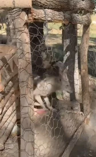 Özalp’te kafeste tutulan kurt kurtarıldı
