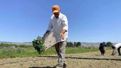 (ÖZEL) Eskişehirli çiftçinin alın teri kuraklığa ve yüksek maliyetlere yenik düştü
