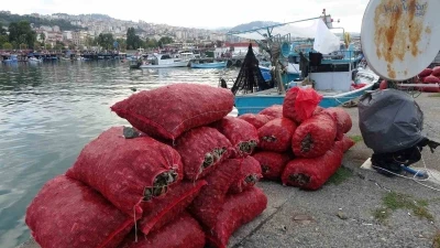 Palamut gibi onun da avı balıkçıları hüsrana uğrattı
