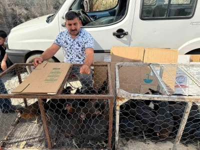 Palet üzerinde yatan tilkilere sitem etti: &quot;Tüm gün yatmak olmaz, kümeslerden tavuk çalın&quot;
