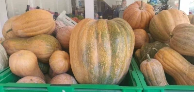 Palu’da ata tohumu kabaklar 35 kiloya ulaştı
