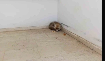 Palu&rsquo;da okulun i&ccedil;ine giren tilki kamerada
