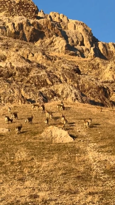 Palu&rsquo;daki tarihi kalede dağ ke&ccedil;ileri g&ouml;r&uuml;ld&uuml;
