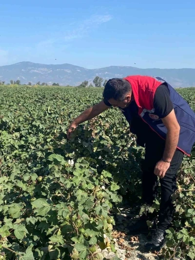 Pamukta zararlı yoğunluğuna rastlanmadı
