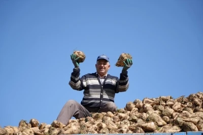 Pancar üretiminde düşüş şeker arzında sorun oluşturmayacak
