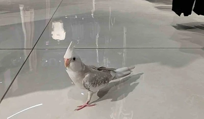 Papağanın alışveriş keyfi
