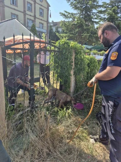 Parmaklıklara sıkışan k&ouml;pek kurtarıldı
