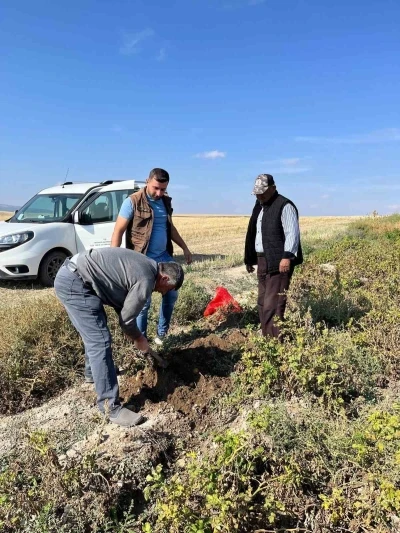Patates hasadı öncesi inceleme yapıldı

