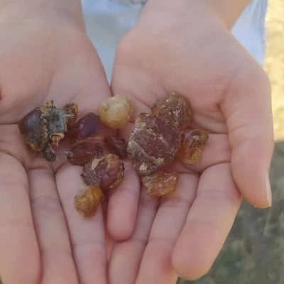 Patnos’ta çam sakızı şifa kaynağı oldu
