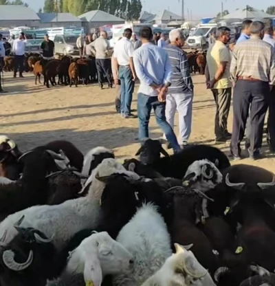 Patnos’ta hayvan pazarı yeniden açıldı
