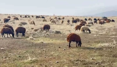 Patnos&rsquo;ta kar yağmaması &ccedil;ift&ccedil;ilerin y&uuml;z&uuml;n&uuml; g&uuml;ld&uuml;rd&uuml;
